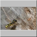 Ectemnius cavifrons oder ruficornis - Grabwespe w05a 11mm.jpg